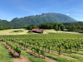 Vue sur les vignes et la dent du Chat