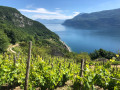 Vue sur les vignes et le lac Vue sur les vignes et le lac