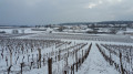 Vue sur les vignes et Magny lès Villers Vue sur les vignes et Magny lès Villers