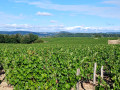 Vue sur les vignes et Sancerre