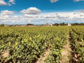 Vue sur les vignes