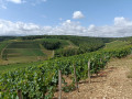 Forêts et vignes au-dessus de Ricey bas et de Balnot