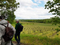 Vue sur les vignes