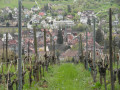 Vue sur Ribeauvillé