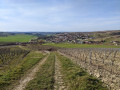 La treille de Saint-Bris La treille de Saint-Bris