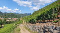 Les hauteurs de Thann, par la Croix du Rangen et le vignoble