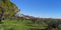 vue sur village à travers oliveraie