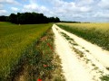 Vues du plateau en été