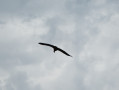 Vulture