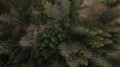 Wald von oben