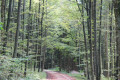 Wälder am Ramschel