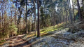Waldweg im Lorenzer Reichswald