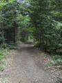 Waldweg