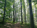 Waldweg