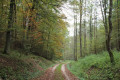 Waldweg