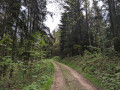 Waldweg