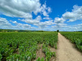 Walk along crops