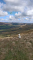 Wandering sheep