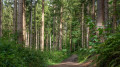 Wanderweeg oberhalb des kleinen Schierensees