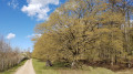 Wanderweg am Waldrand