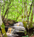 Lady Hunter Blair’s Walk, Straiton