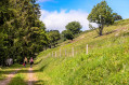 Weidbuchenpfad