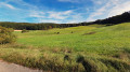 Weiden bei Appenstetten
