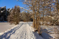 Weiherweg im Winter