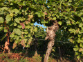 Weinberge im Moseltal bei Schengen