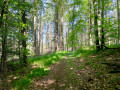 Westerwald-Rundtour zwischen Rengsdorf, Kurtscheid und Bonefeld