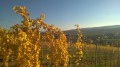 Westhoffen vu du vignoble Westhoffen vu du vignoble