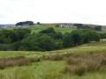 Where the trees end on the right there is a gap between a stone wall and a fence