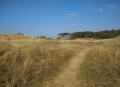 Wickes Wood in dunes