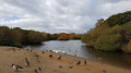 Wildlife next to Hollow Pond