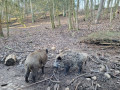 Wildschweine