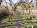 Willow arch walk