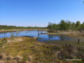 Rundwanderung durch das Naturschutzgebiet Wittmoor