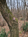 Dans le Bois de Saint-Jean à Communay