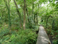Wooden walkway through the trees