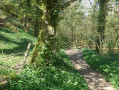 Woodland near Gara Bridge