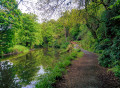 Woodland Path, Catrine