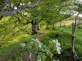 Woodland Path