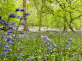 Woodland with a carpet of bluebells