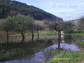 Woods near Auxy